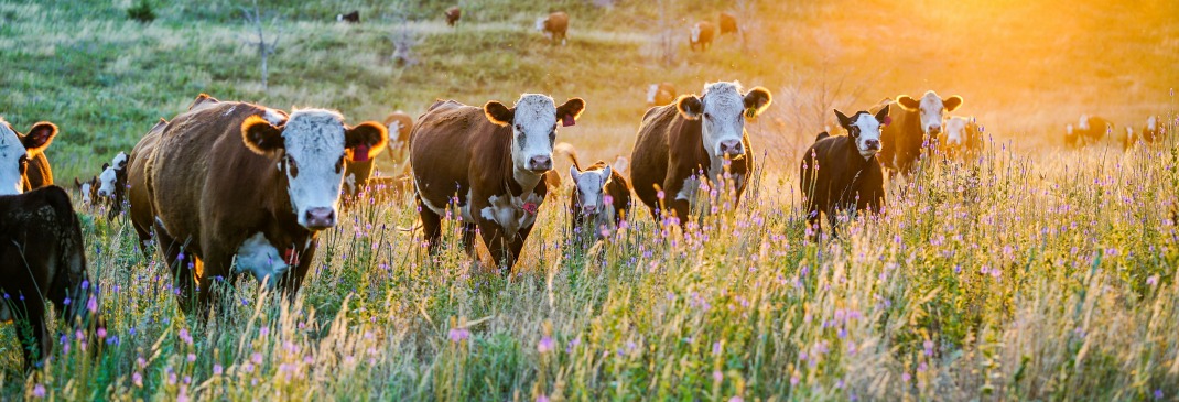 Una breve guida sul Nebraska